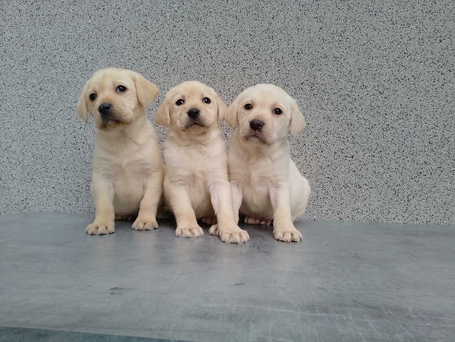 Labrador Retriever szczeniaczek biszkoptowy