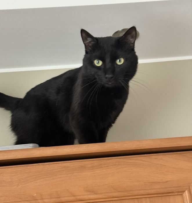 Kot dachowiec za darmo