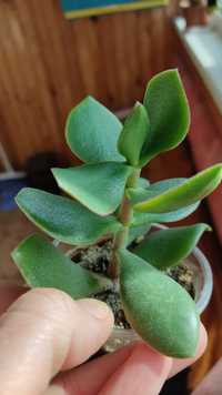 Красула обліква Crassula Ovata var. obliqua грошове дерево