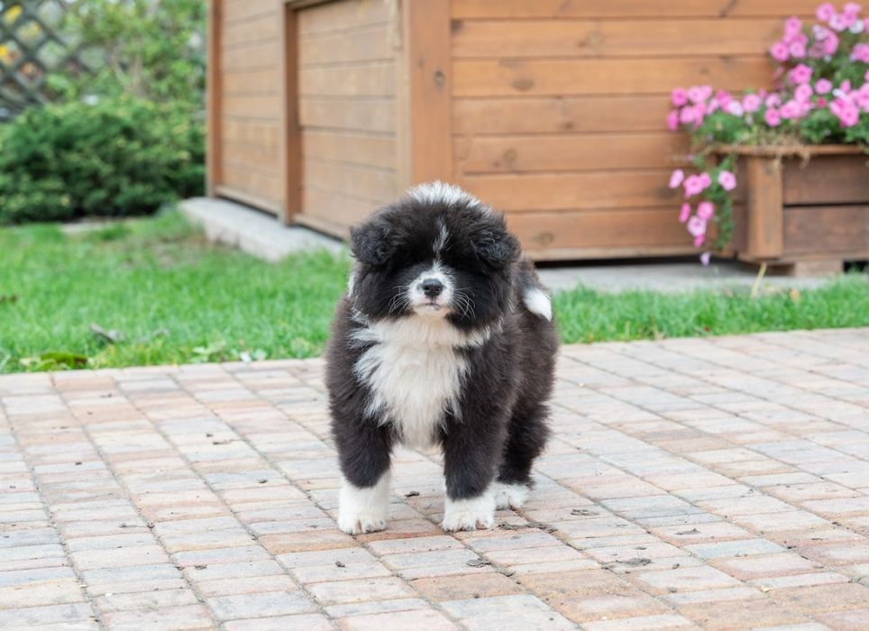 Akita Inu FCI/ ZKwP długowłosy piesek