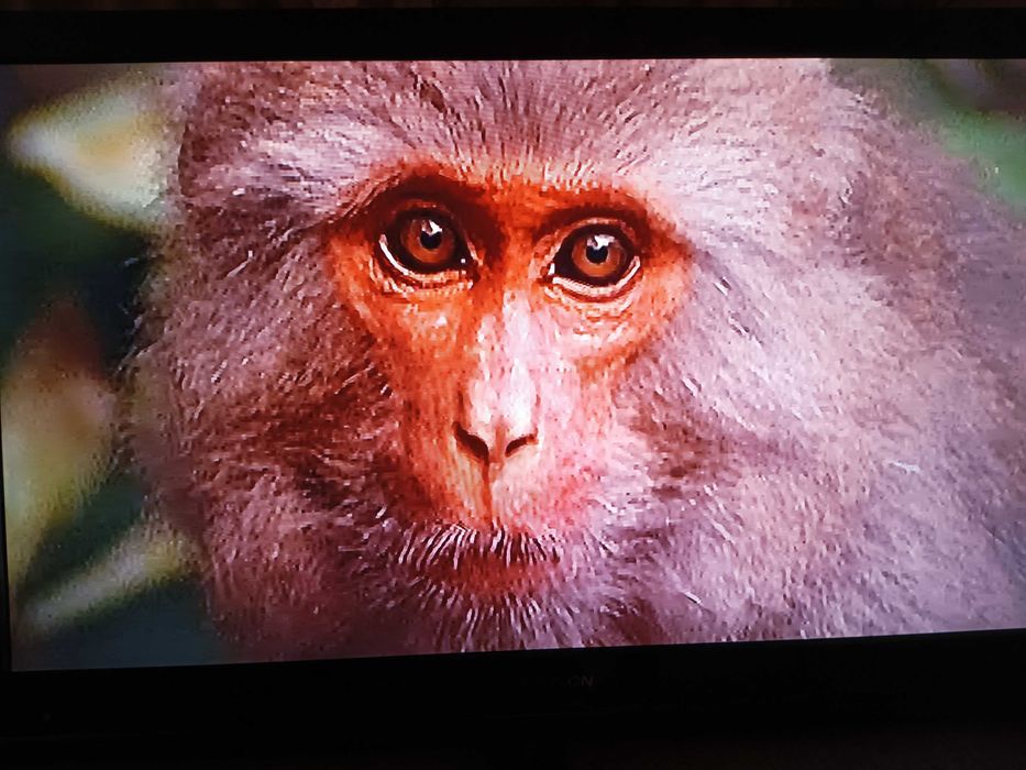 Telewizor Thomson 32HT4253  32" LCD  z uchwytem do powieszenia