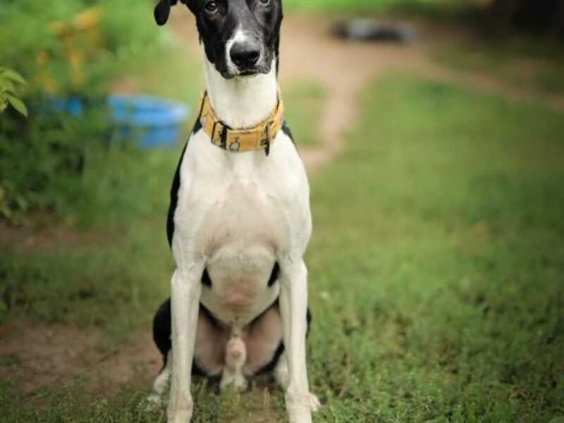 Boczek II szuka domu !!