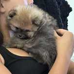 Spitz alemão mini teacup c/Lop Lulu da Pomerânia