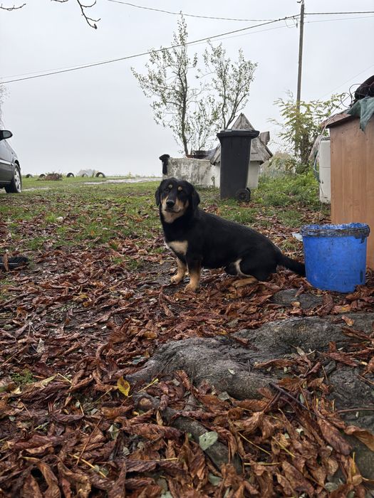 PILNY dom dla psiaka