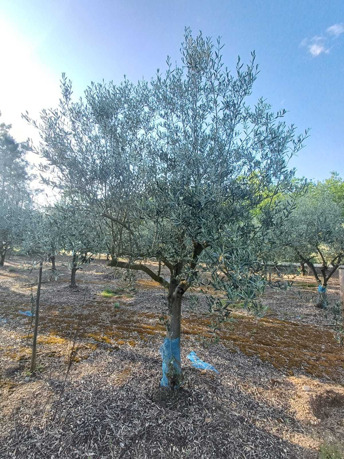 Oliveiras para Jardim