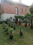Palma z Hiszpanii trachycarpus szorstkowiec