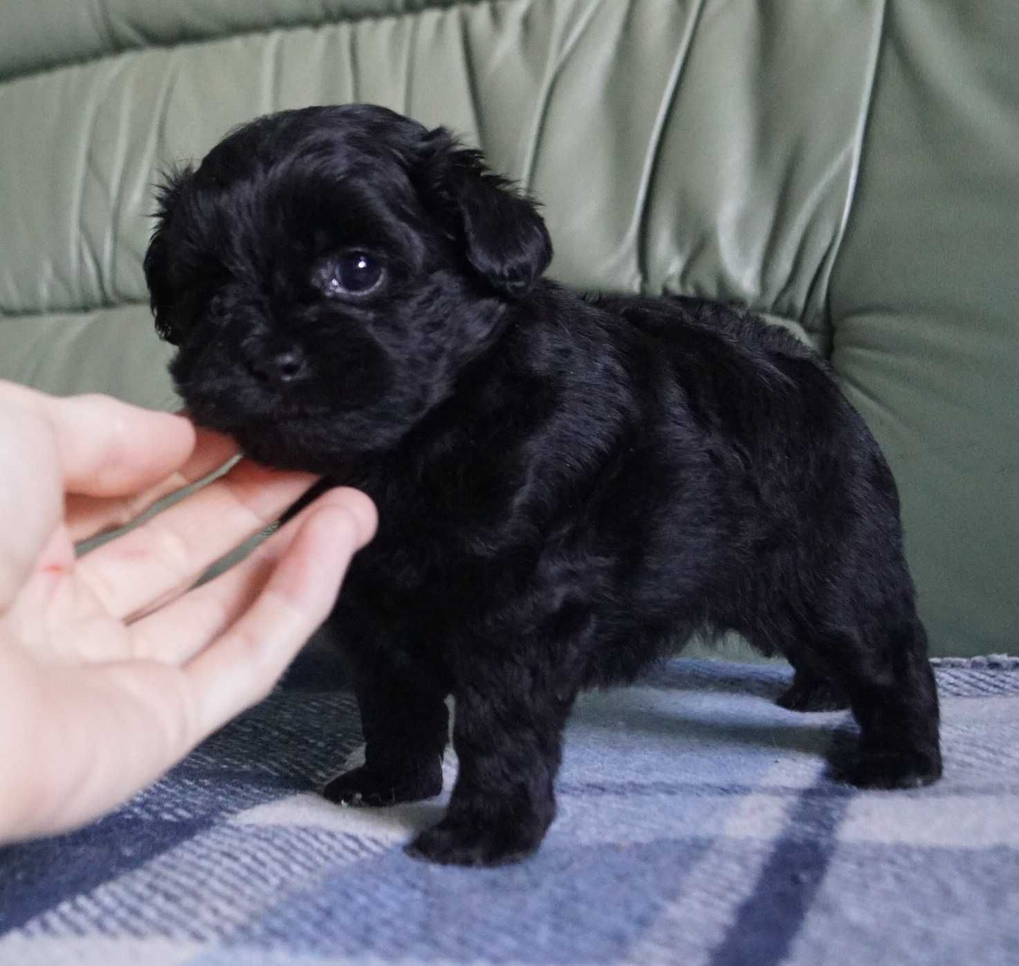 Милейшая&маленькая юная девочка SpitzPoo/MaltiPoo cо сладкой мордочкой