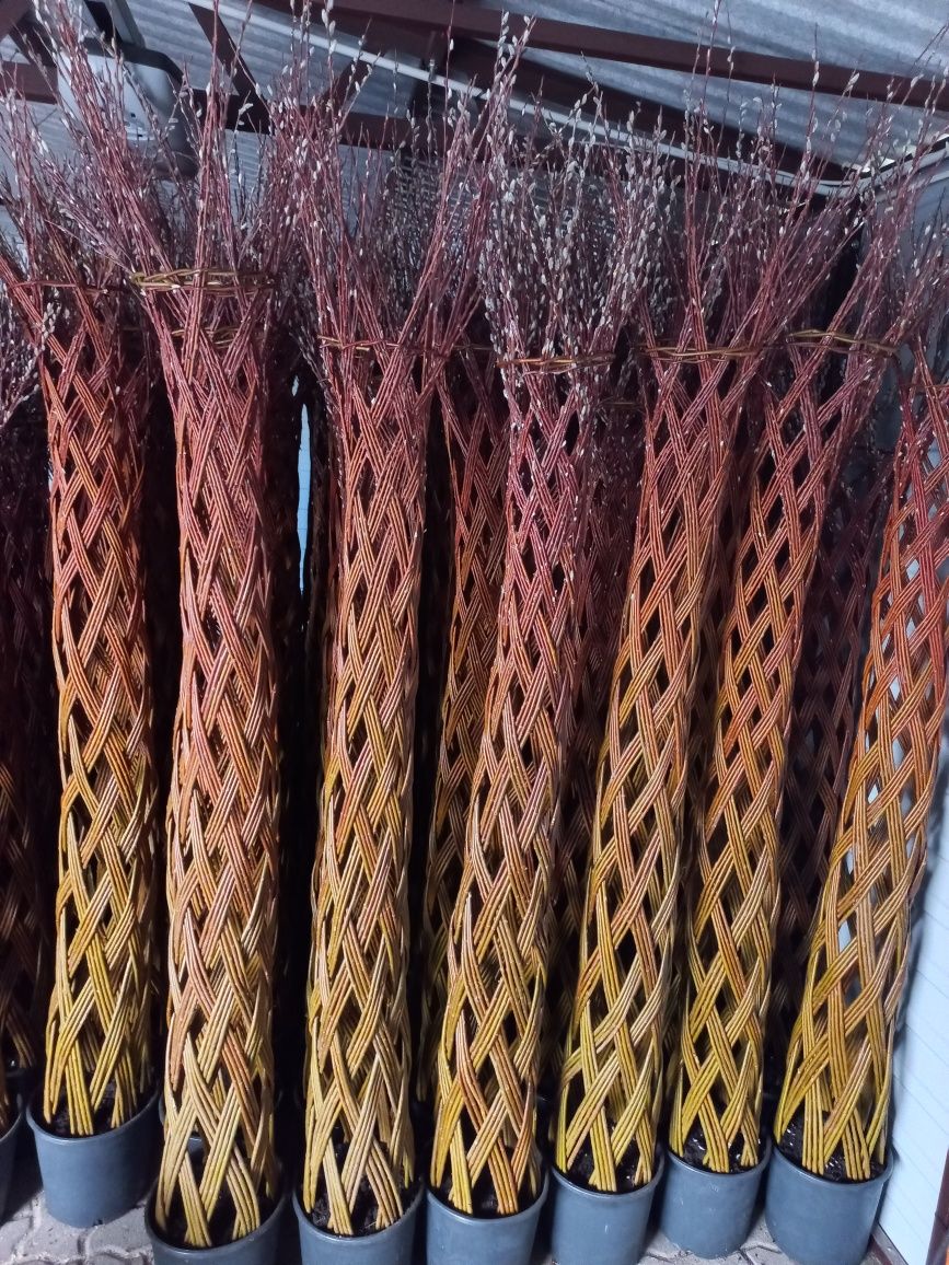 Wierzba pleciona 180cm