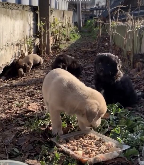 Цуценята виживають в ямі