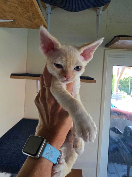 Kocięta Devon rex, FLP, rudy, czarny, liliowy