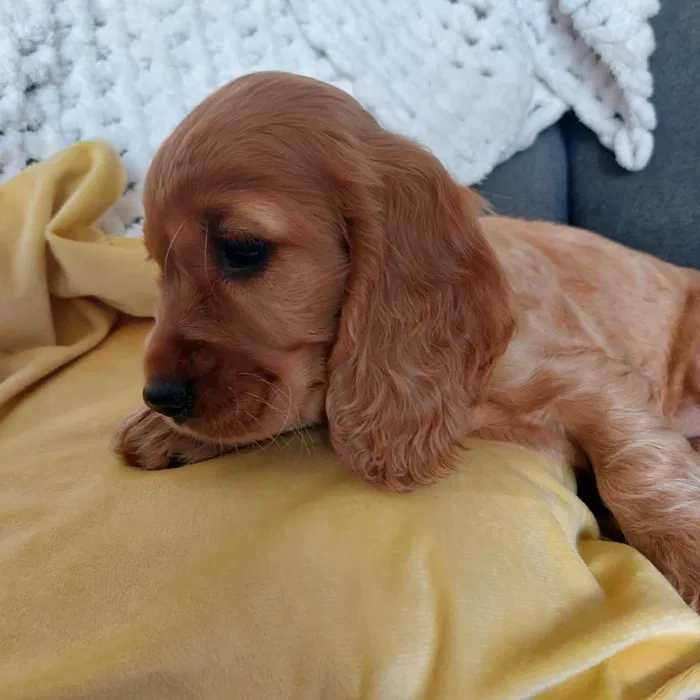 Cocker Inglês dourado