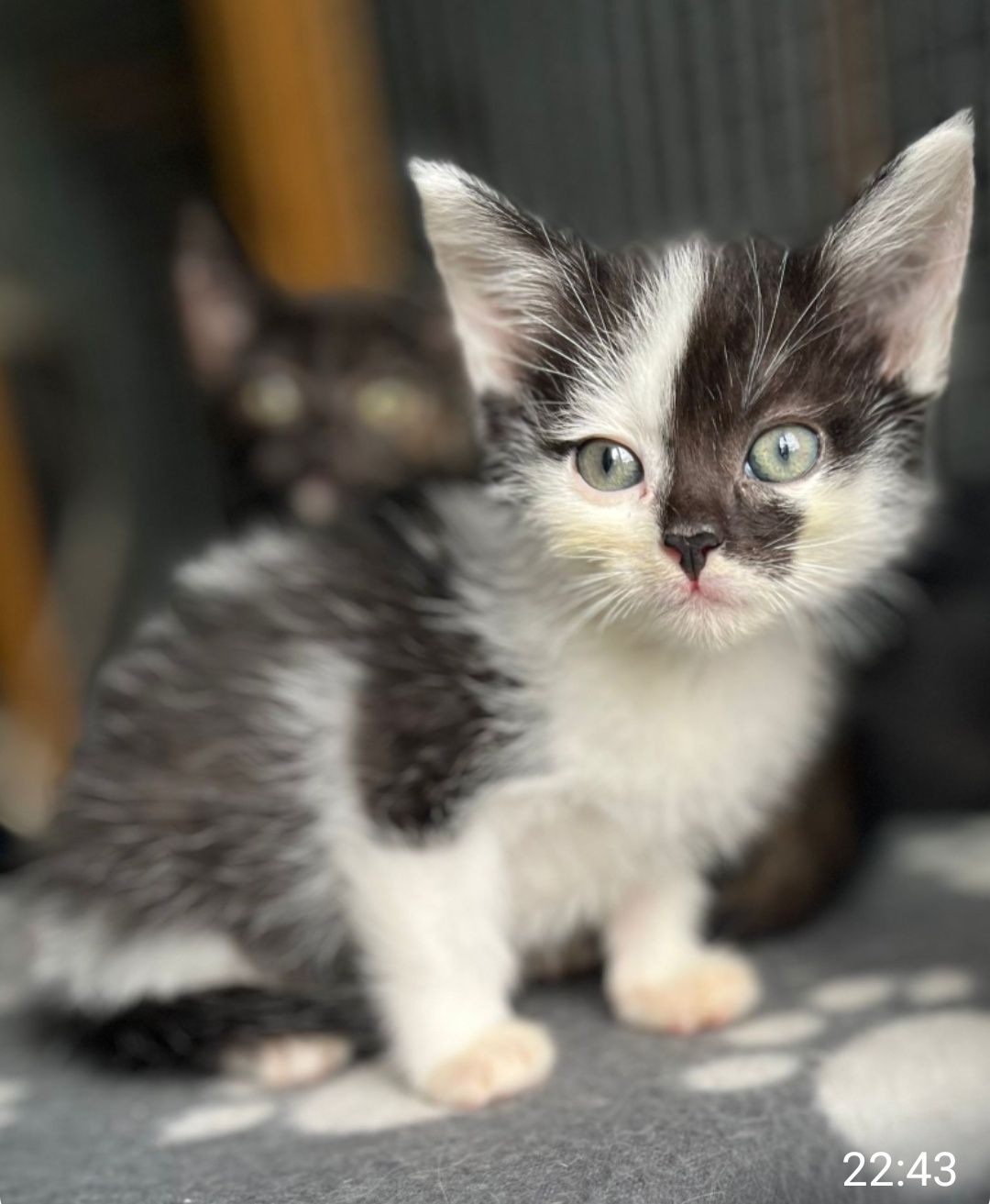Oskar gorąco poleca się do adopcji:)