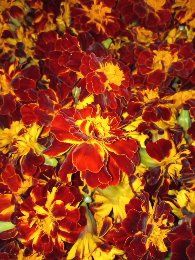 Sok syrop zakwas przytulia pokrzywa Bez oxymel miodunka z Podlasia