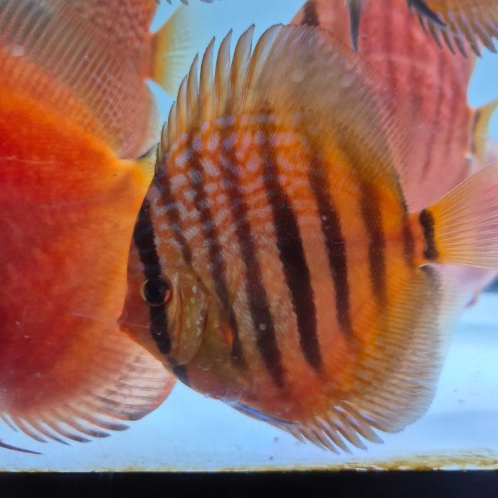 Paletki Dyskowce wysokiej jakosci 10-18 cm Ica,Santarem,Kobalt,Pantera