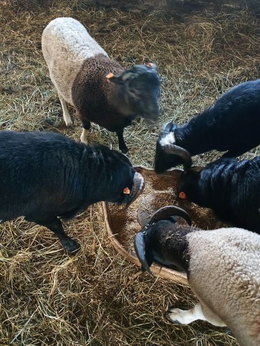 Owieczki i baranki 50% dorper