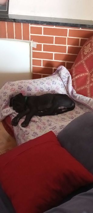 Fêmea dogue alemão