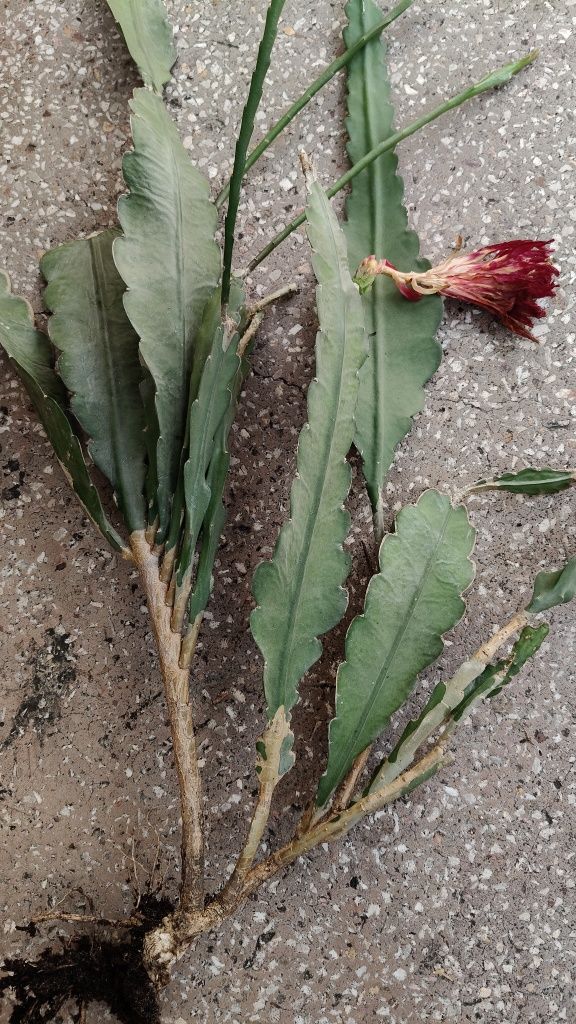 Epiphyllum sp. Kwiat czerwony duży.
