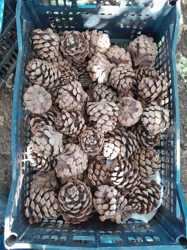 Pinhas,  Palete plástica