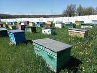 Бджоли, бджолопакети