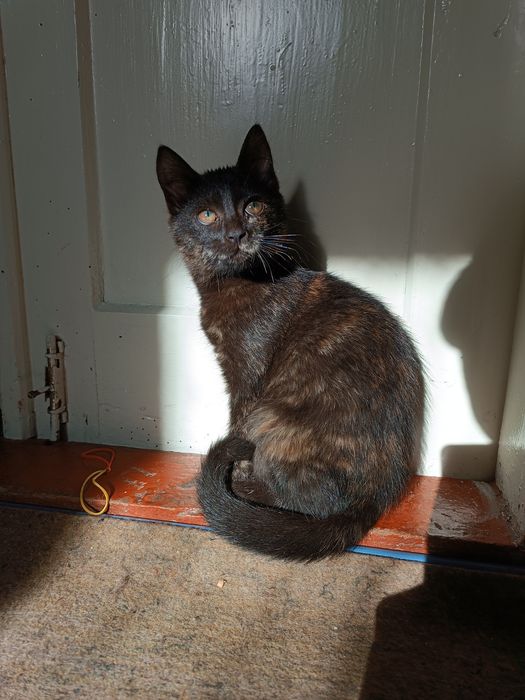 Віддамо в добрі руки красуню з гарним окрасом