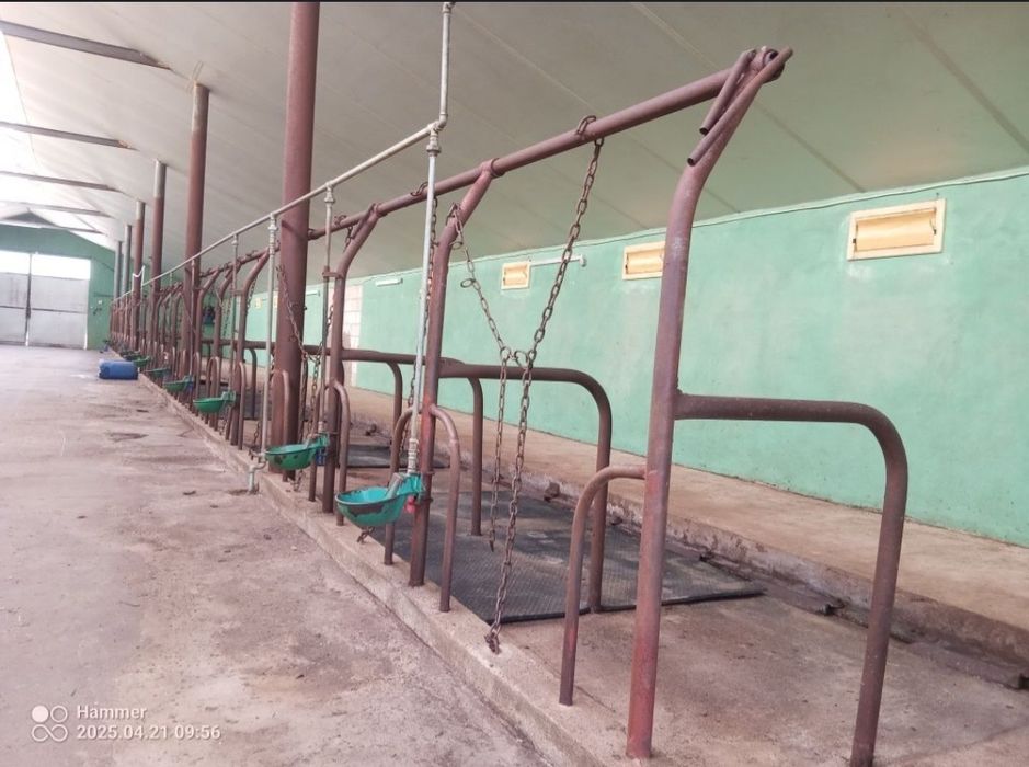 Wyposażenie obory-stanowiska, zgarniacz/wyciąg obornika, poidła