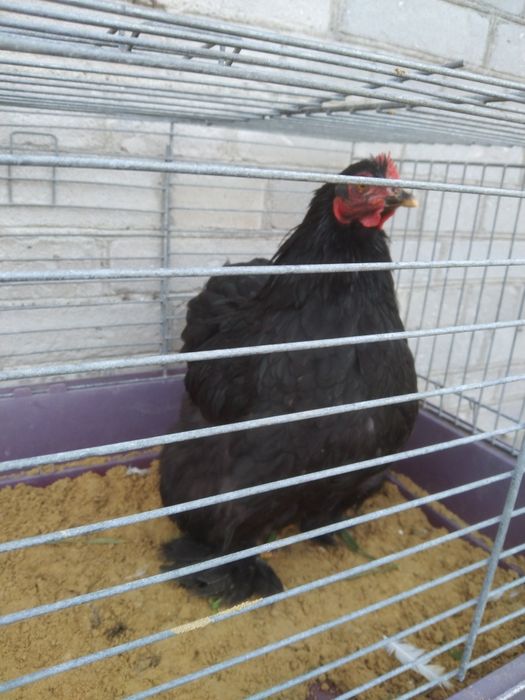 Kochin miniatura kura czarna młoda