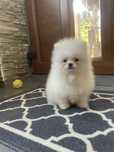 Szpic pomeranian chłopak