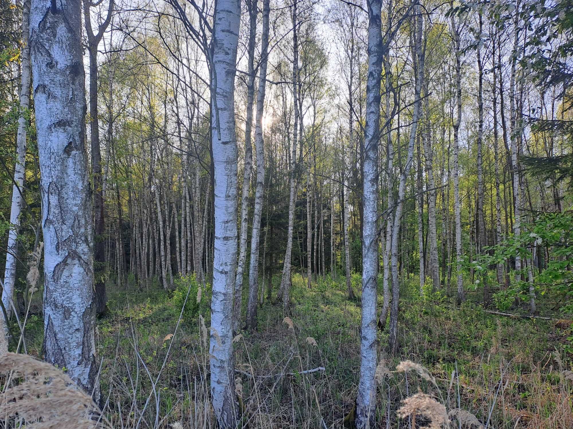 Sprzedam Łąka Las 2.3 hektara Dworzysk