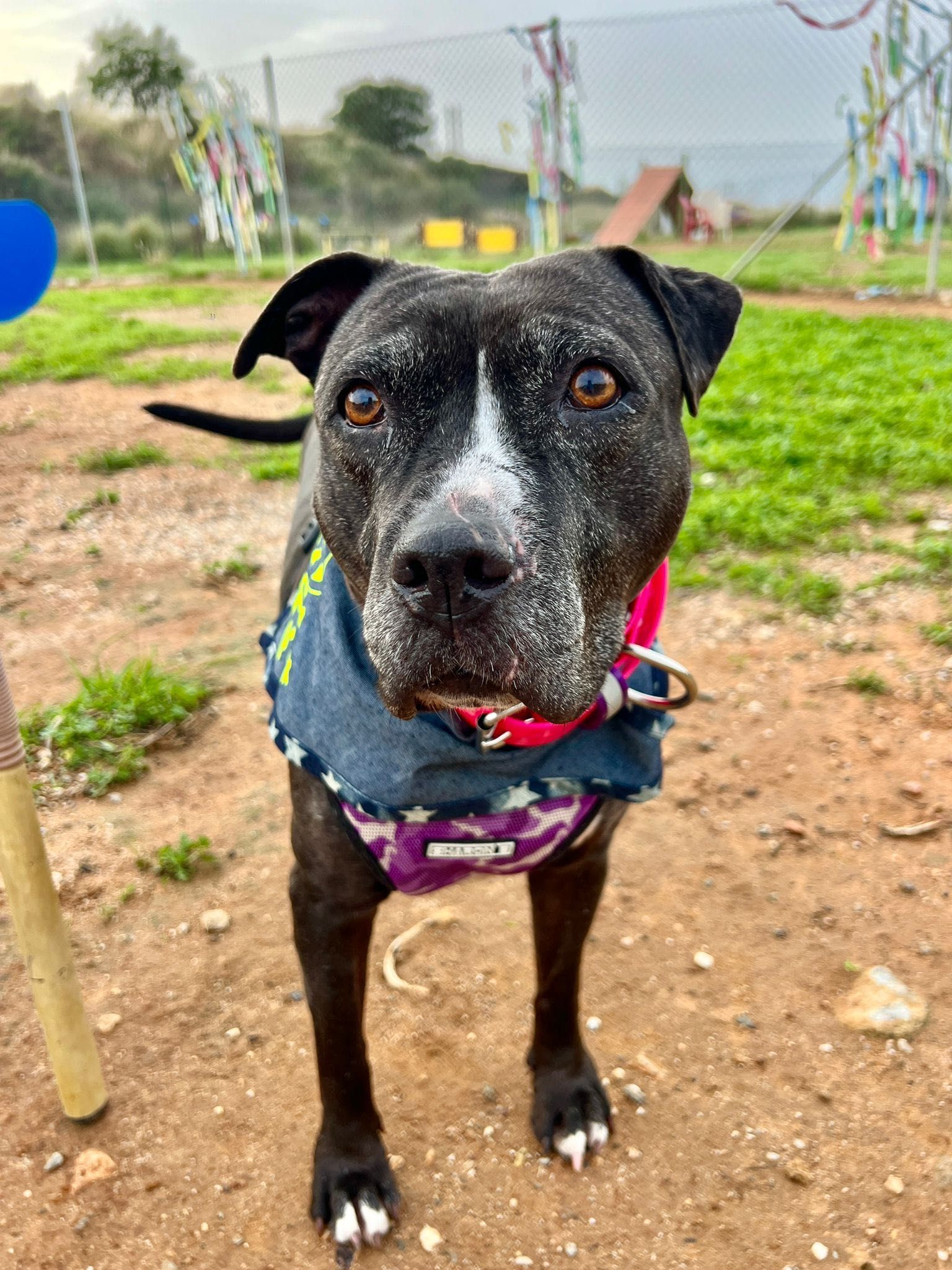 Daniela, amstaff, pitbull, amstafka, pitbulterier, 6 lat w schronisku