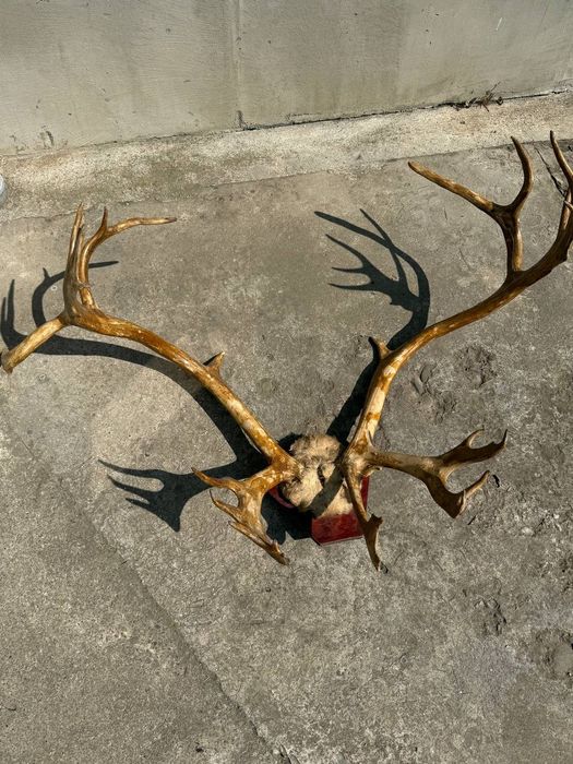 Роги сибірського оленя