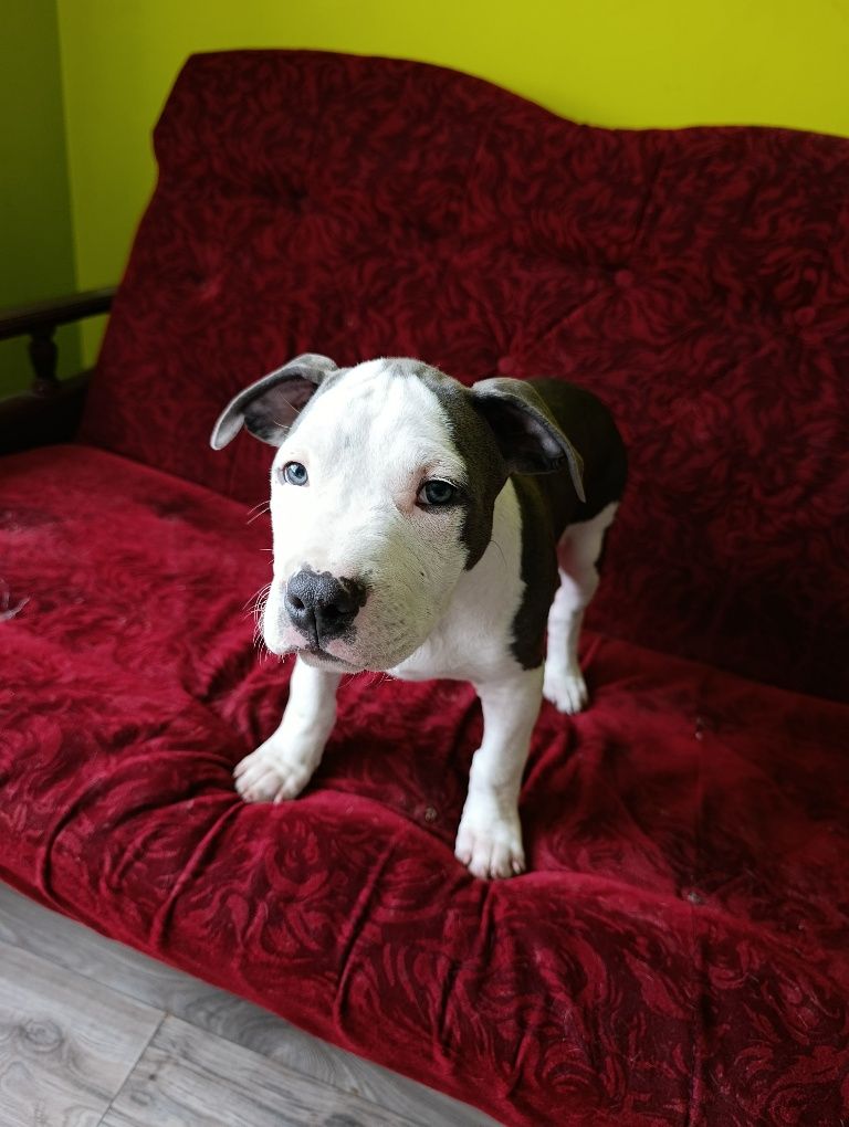 Chłopczyk american staffordshire terrier Amstaff