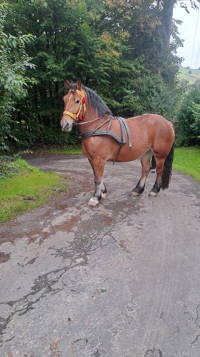 Klacz zimnokrwista źrebna