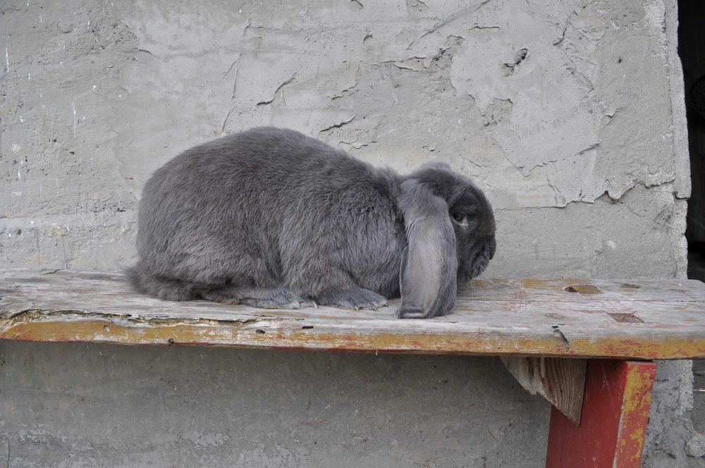 Barany Francuskie Samce