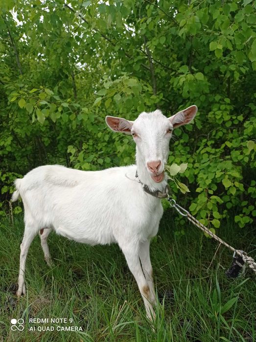 Коза, кізочка зааненка