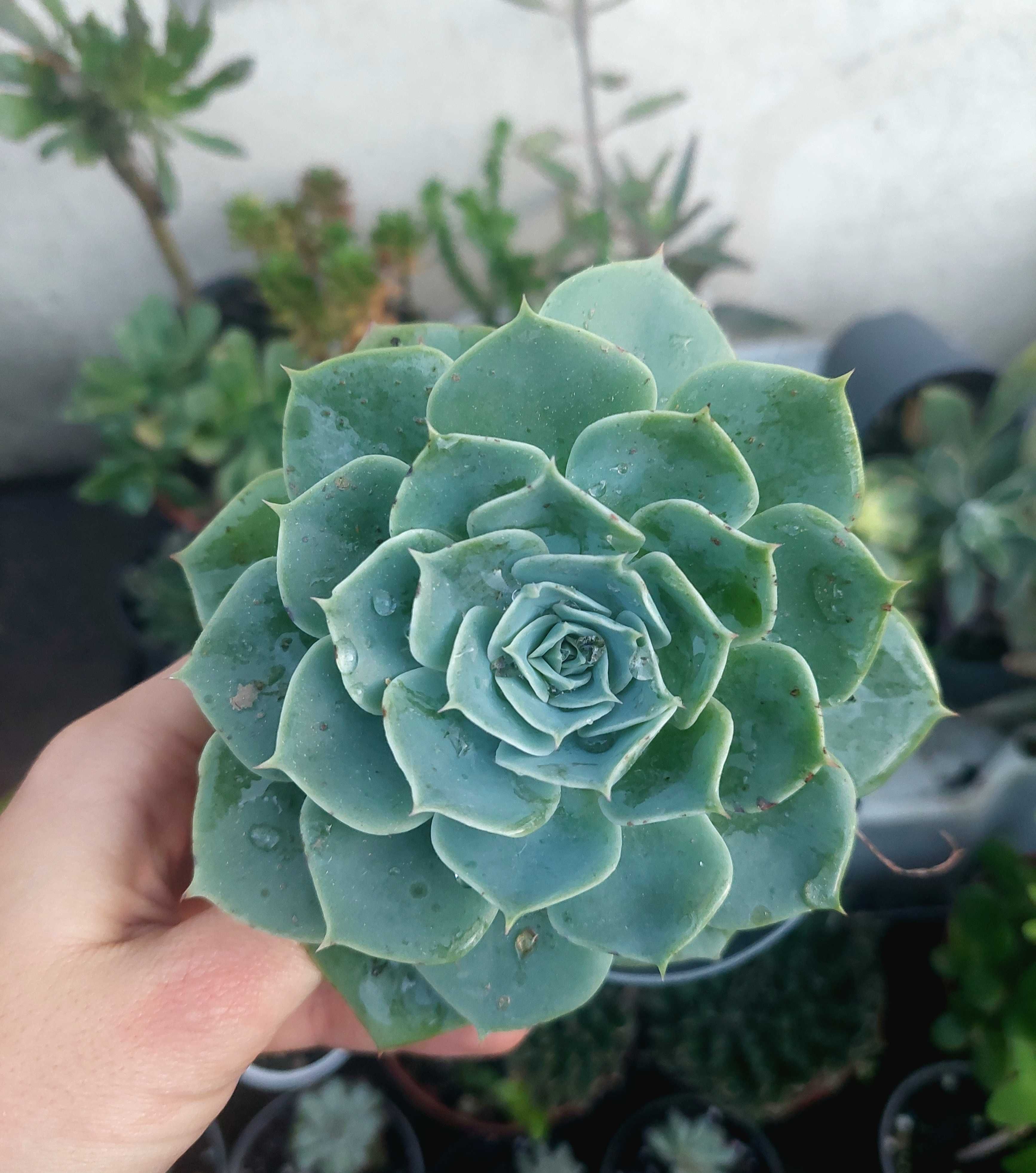 Suculentas 4€ cada