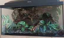 Paludarium mozliwosc terrarium