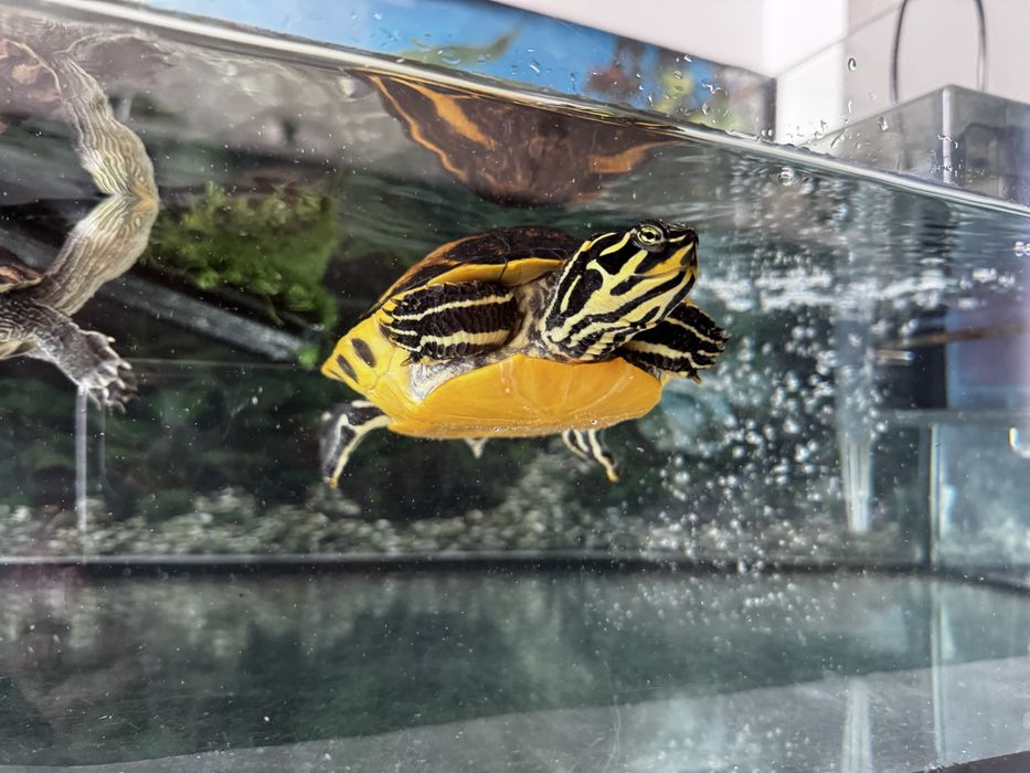 Aquário com 3 tartarugas vivas e saudáveis