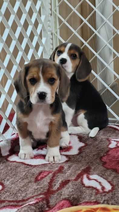 Beagle Psi Przyjaciel