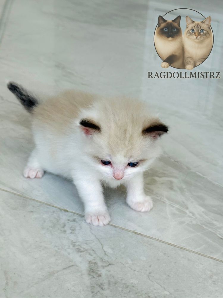 Puchata koteczka ragdoll