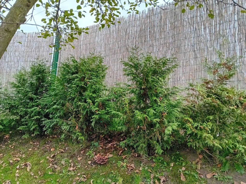 Thuja brabant 1,2m