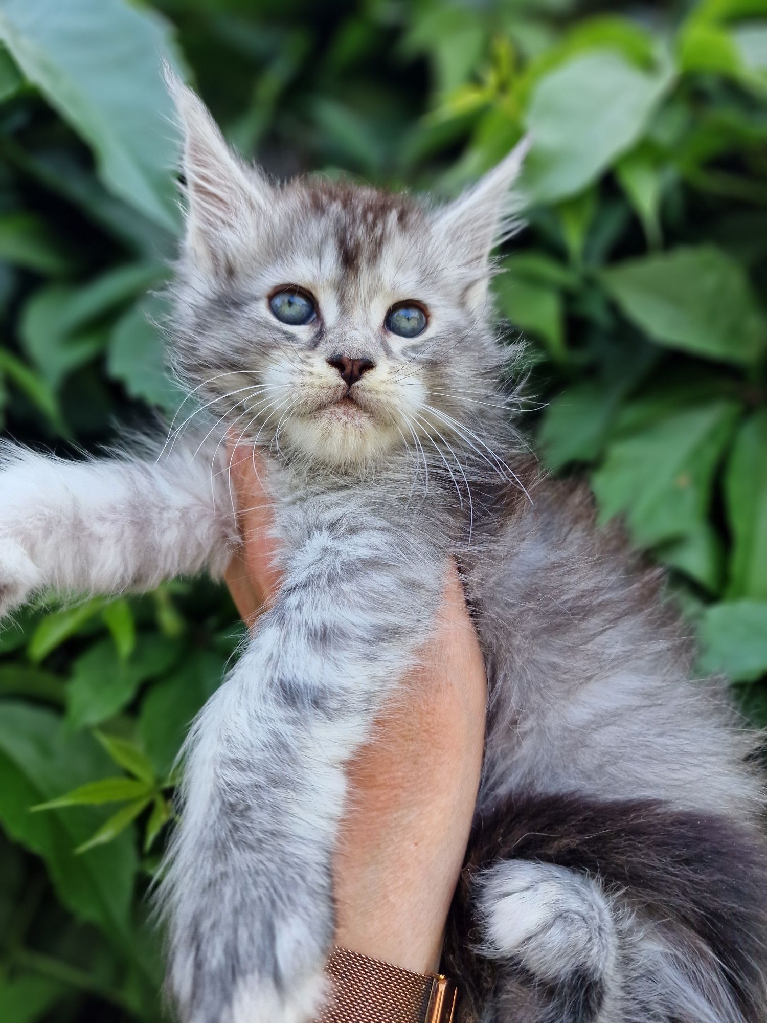 Maine Coon kotka kocieta