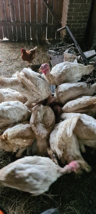 Indyki duże ekologiczne