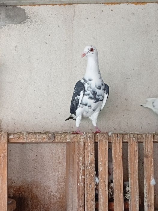 Pombos correios 2025