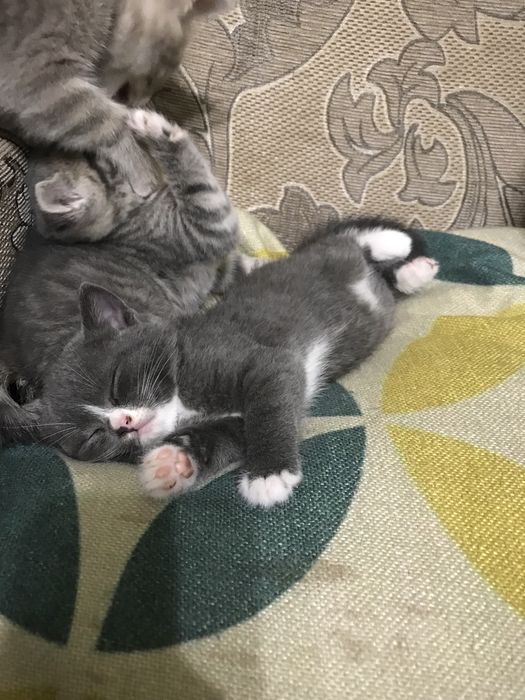 Кошенята Мама Скотішфолд
