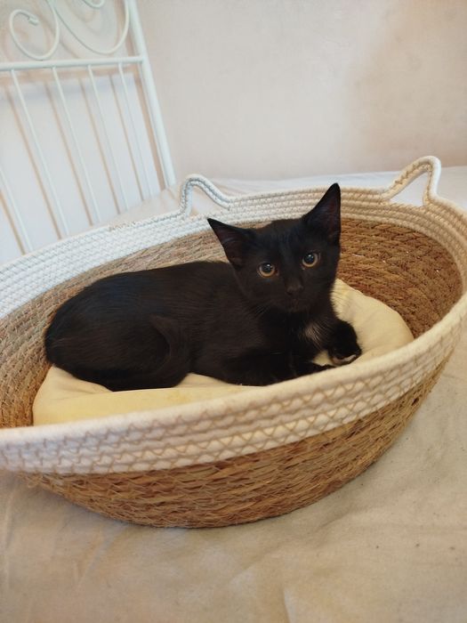 Pedro - czarny kocurek