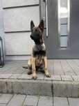 Owczarek Belgijski Malinois suczka gotowa do odbioru