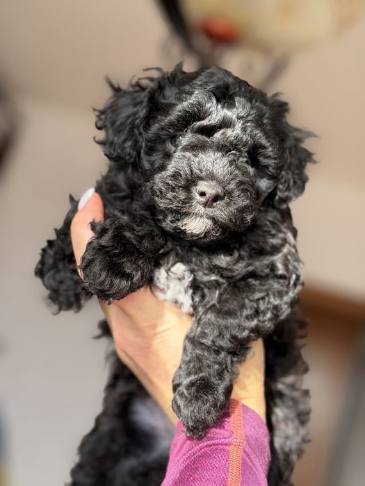 Продам малишей Мальтіпу