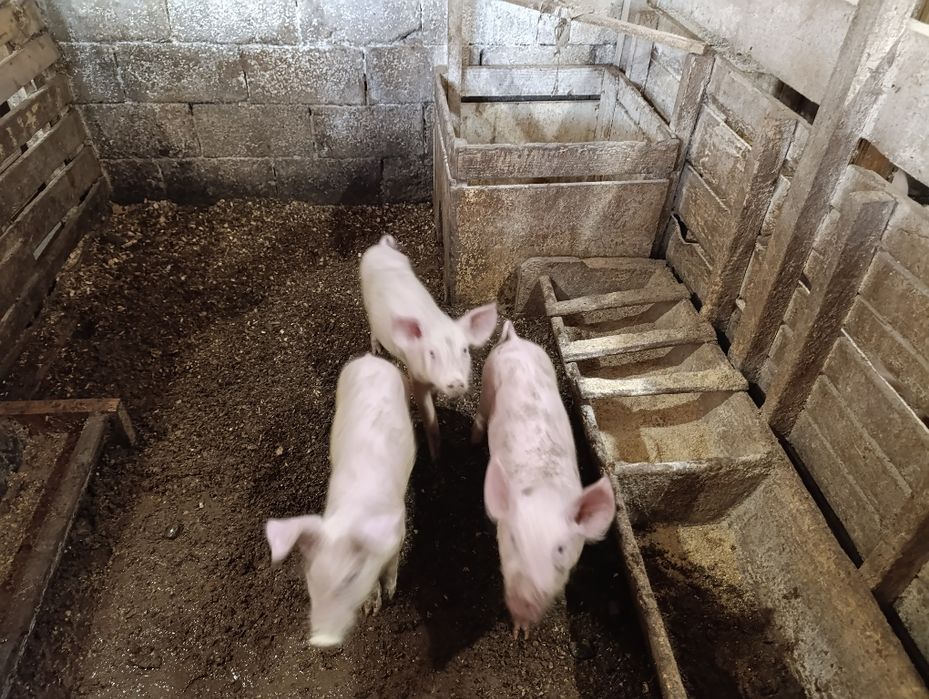 Продам поросят .