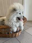 Samoyed szczeniak suczka, gotowa na opuszczenie hodowli