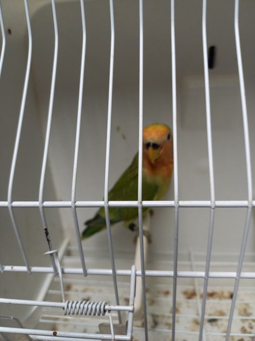 Agapornis  roseicollisn